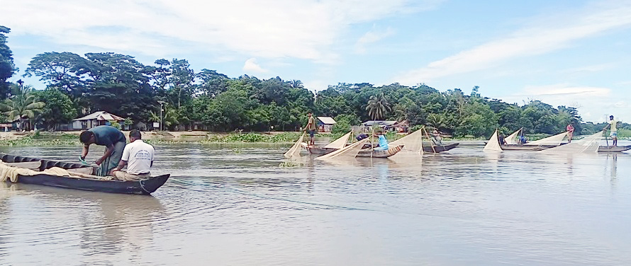 হালদায় নমুনা ডিম ছেড়েছে মা মাছ