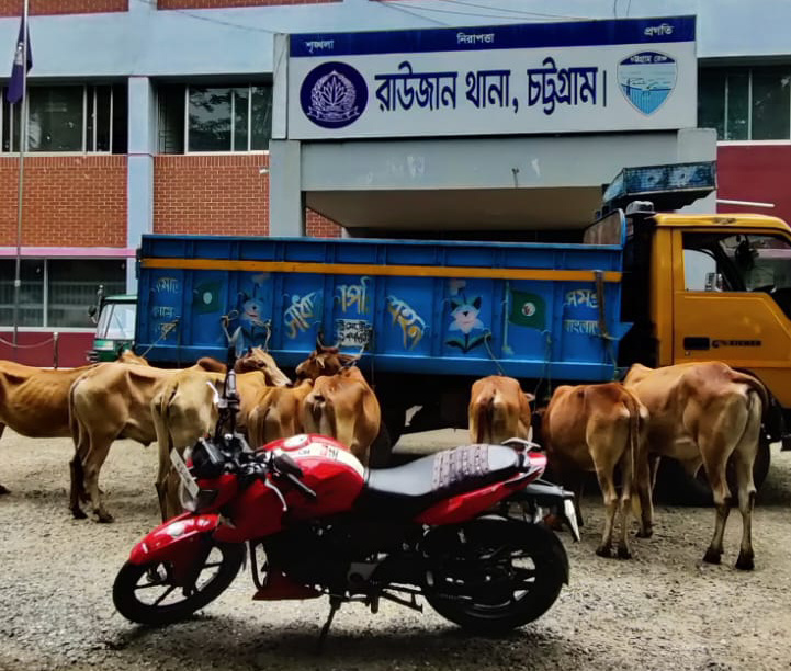 রাউজানে ছিনতাইকৃত ট্রাক ও ব্যবহারকৃত মোটর সাইকেলসহ ৮ গরু উদ্ধার