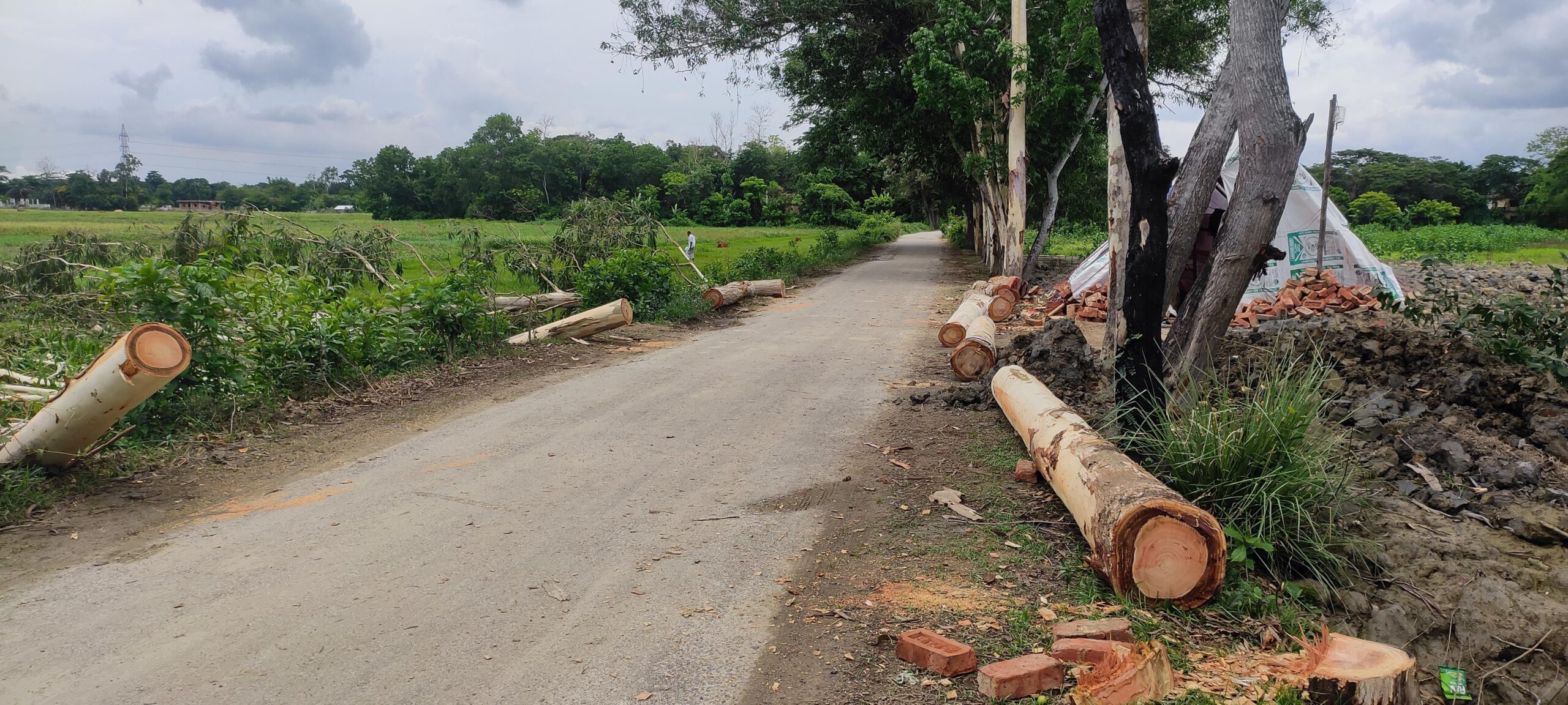 রাউজানে সরকারি সড়কের পাশের গাছ কেটে সাবাড়